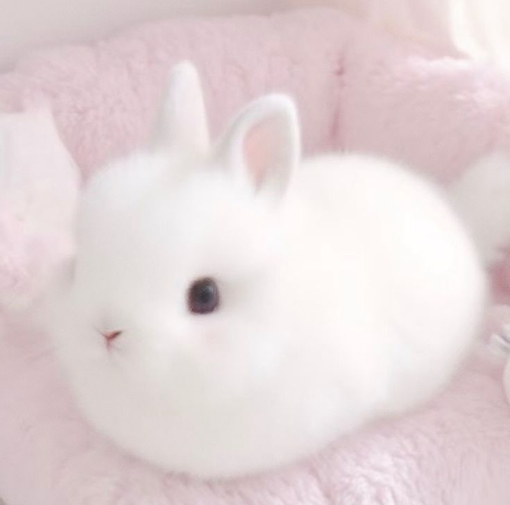 bunni