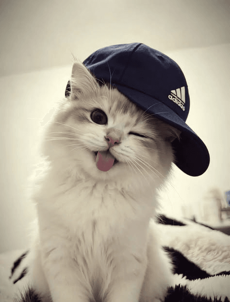 HELLO! IM NEW! :D