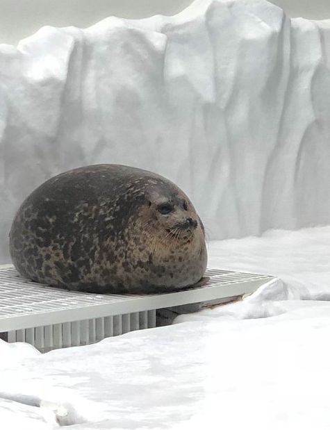 loaf