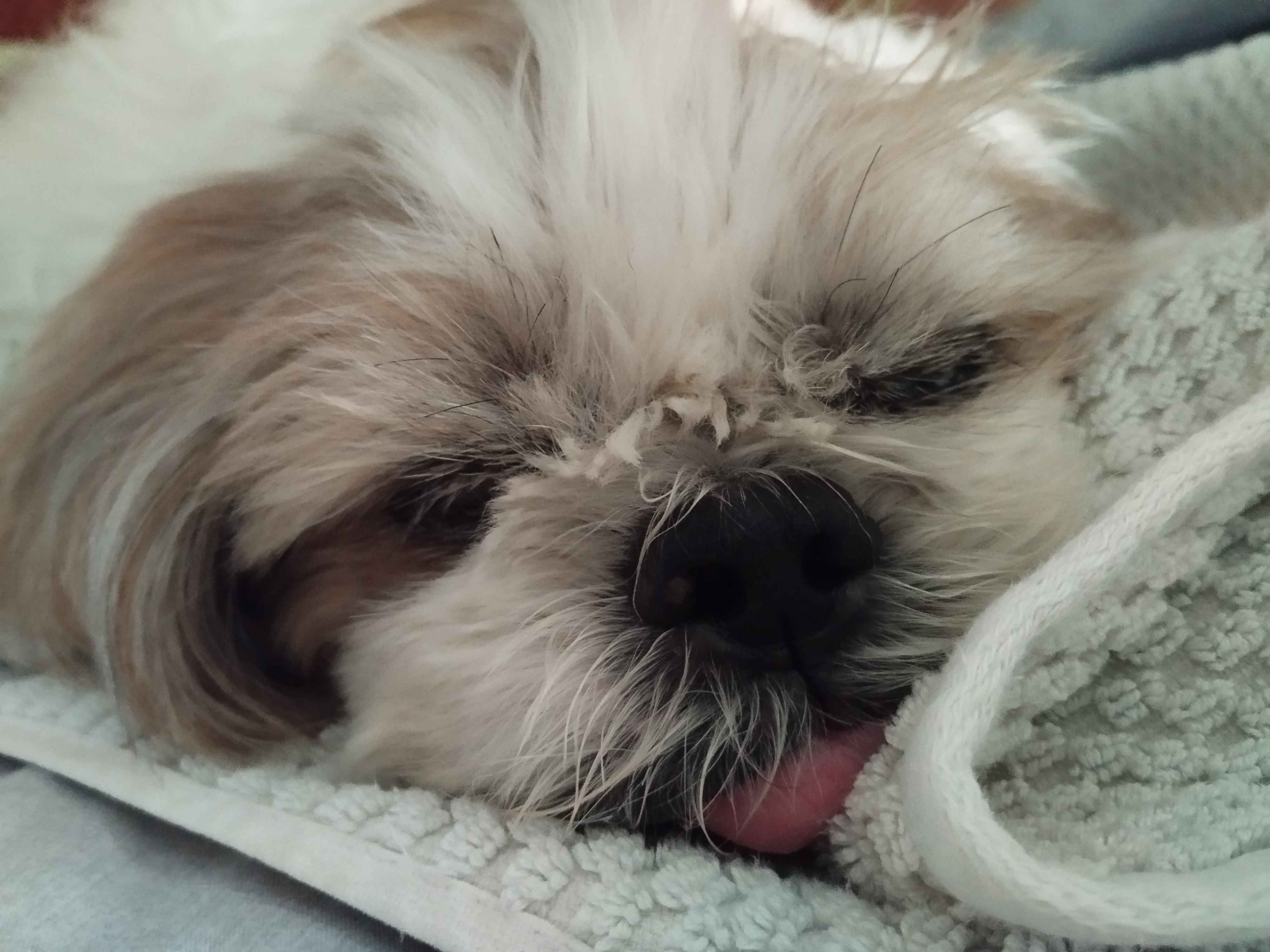 lexis vet bill wishlist ૮₍｡•̀ ﻌ •́｡₎ა