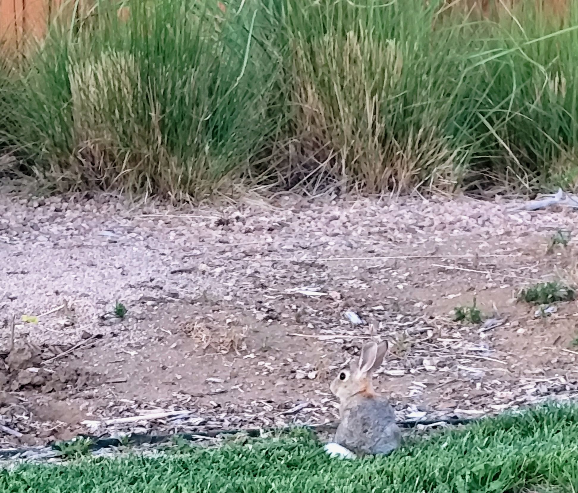 🐰
