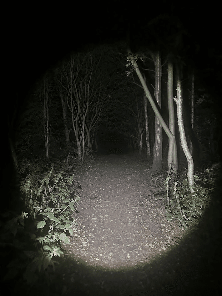spooky forest walk