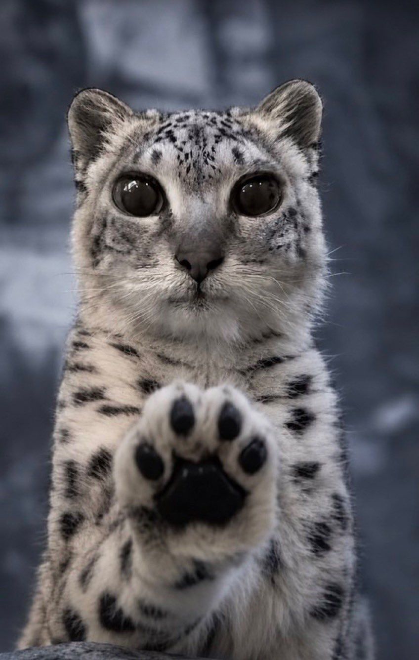 Meow