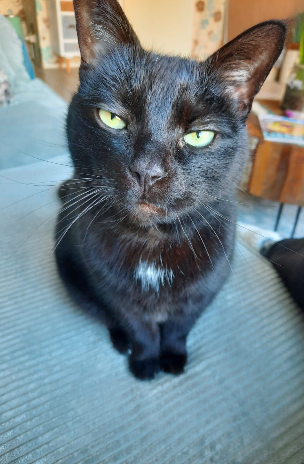 papito wants something