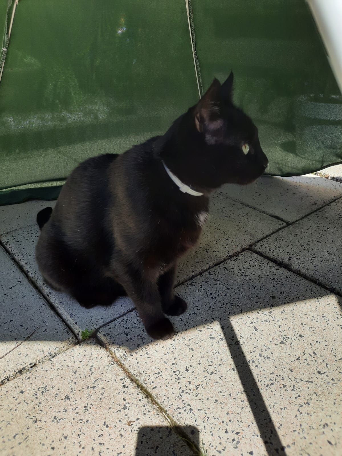 Papito getting some shade in this heat!