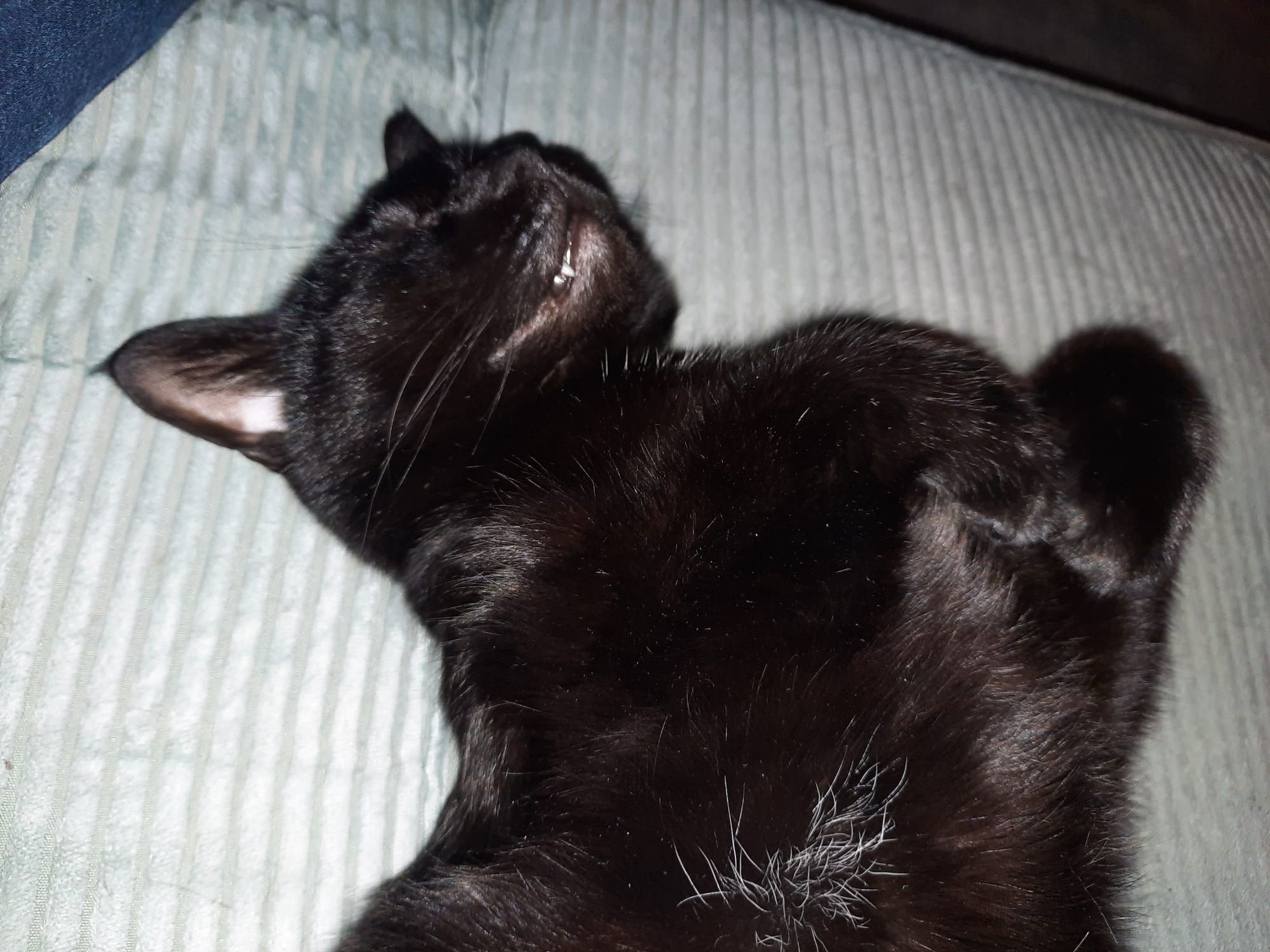 Papito wishes you a good night! <3