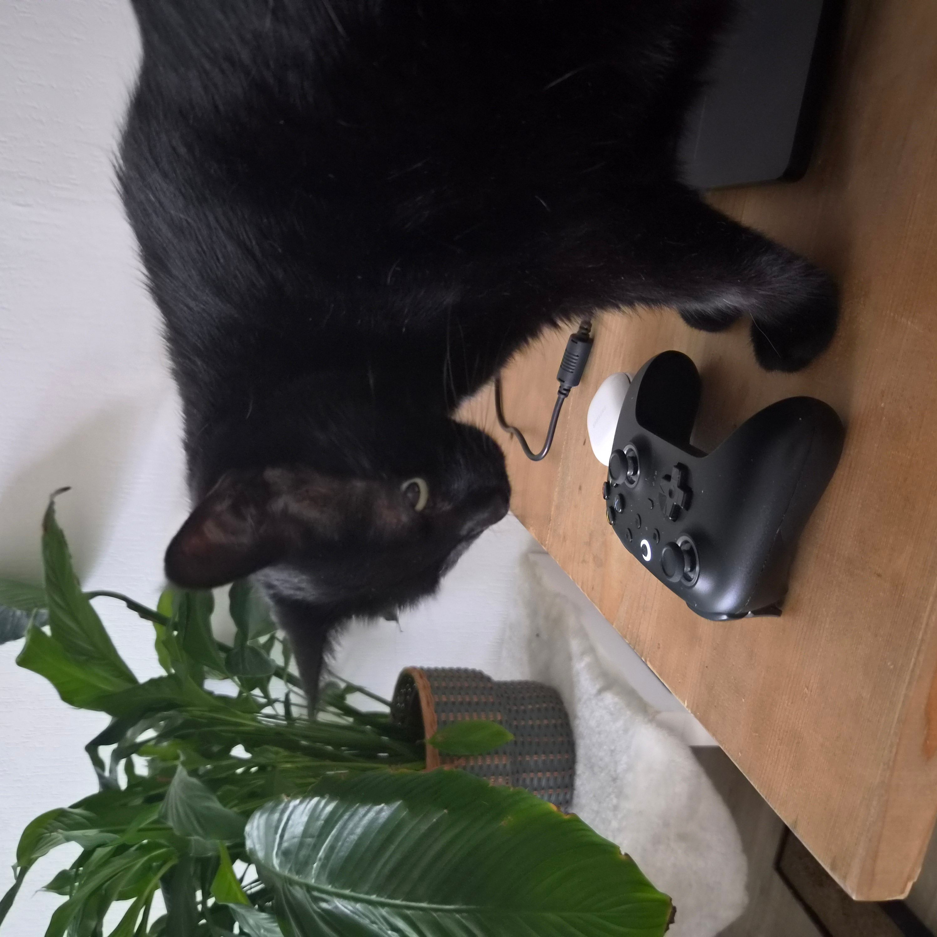 Papito wants to game