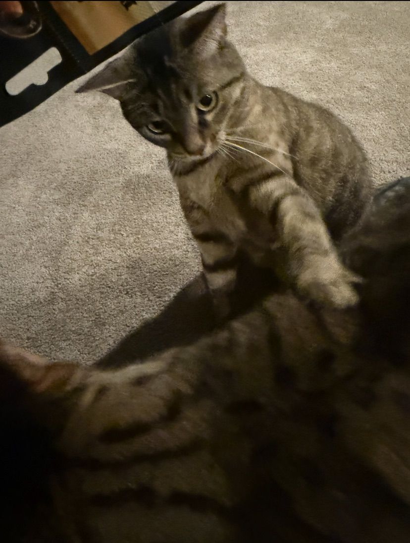 Not them fighting the moment I take a pic