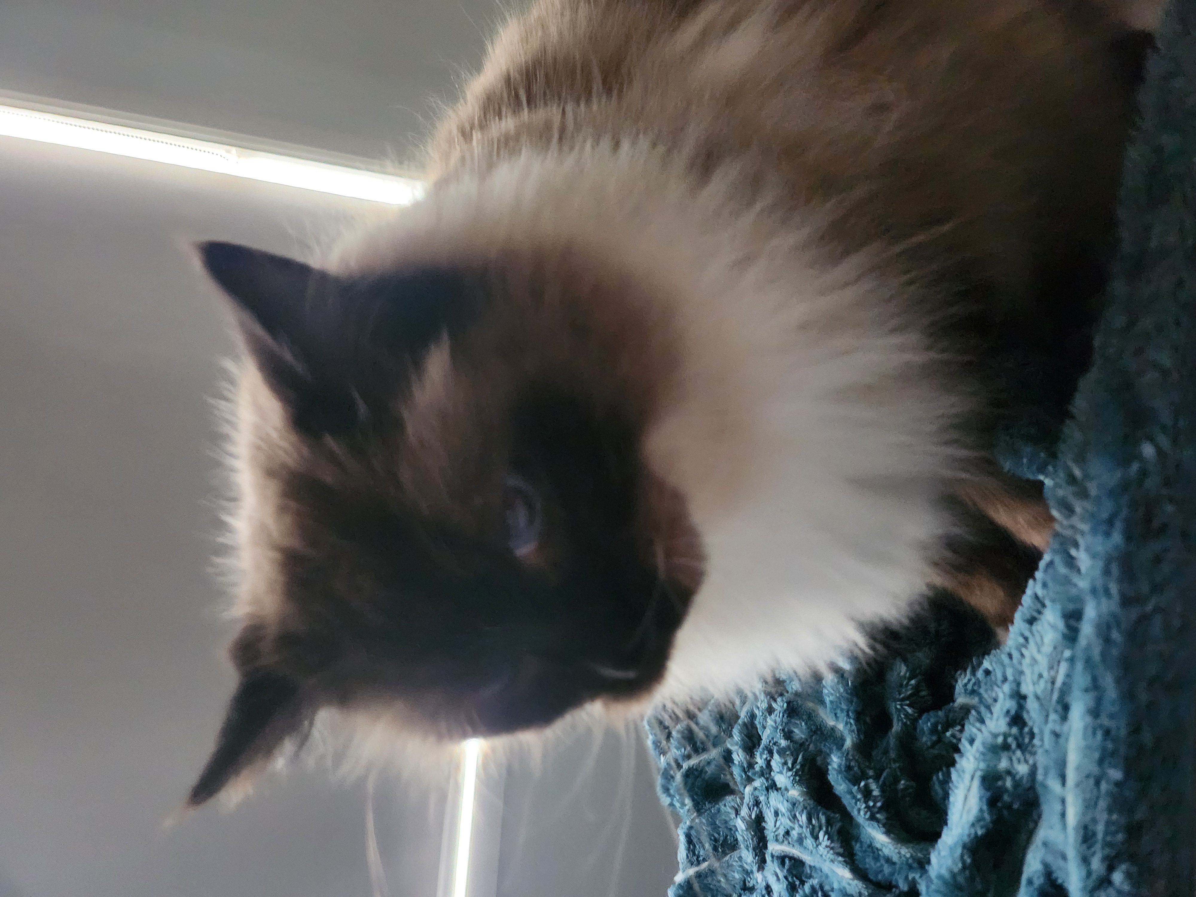 You have been Meowed!