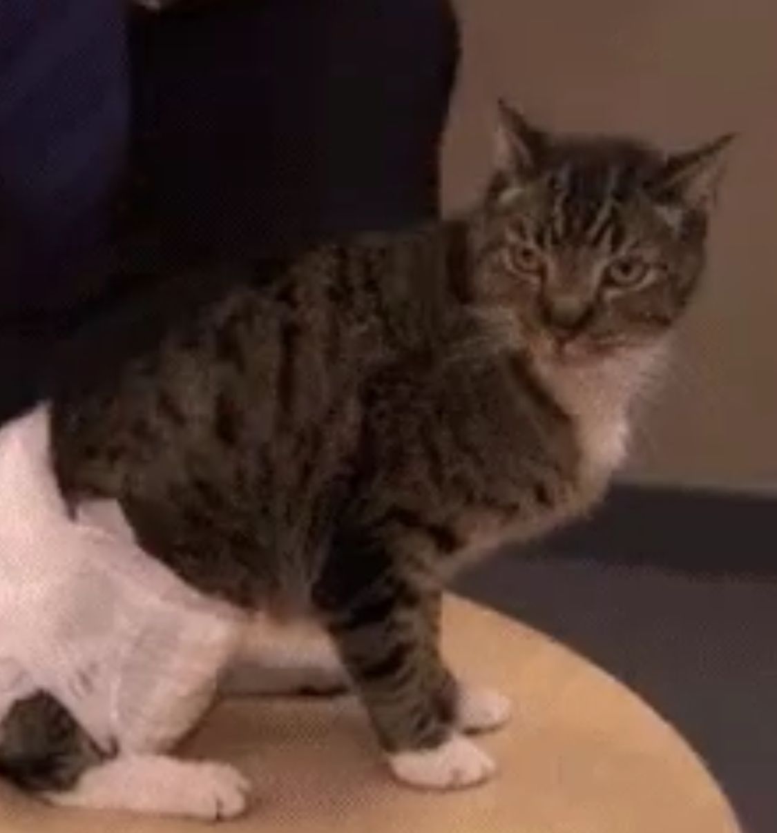 Gn