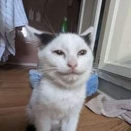 ‎