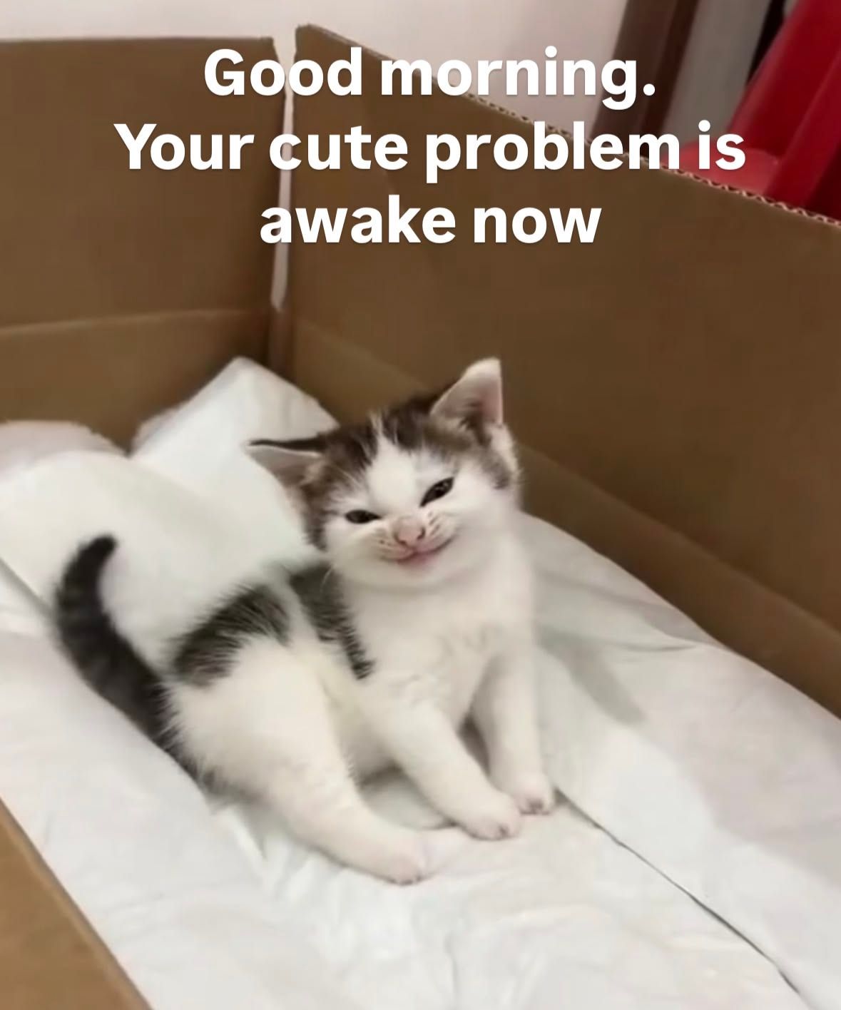 i am awake... :3