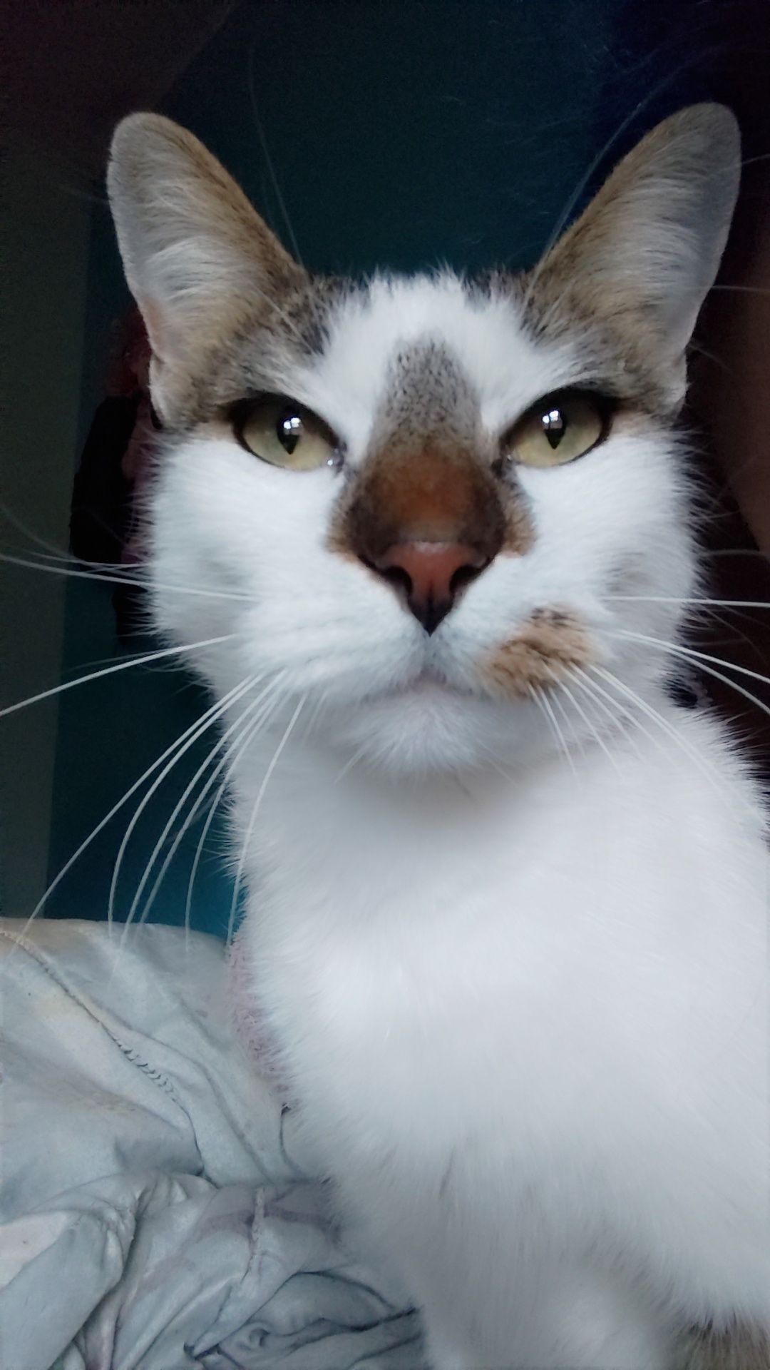 😼