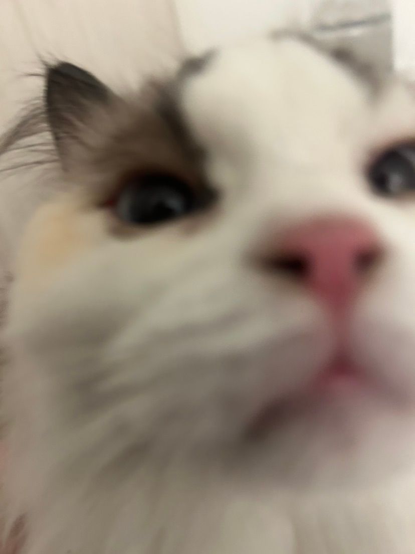 BIG NEWS🍵 I ADOPTED A CAT!!!