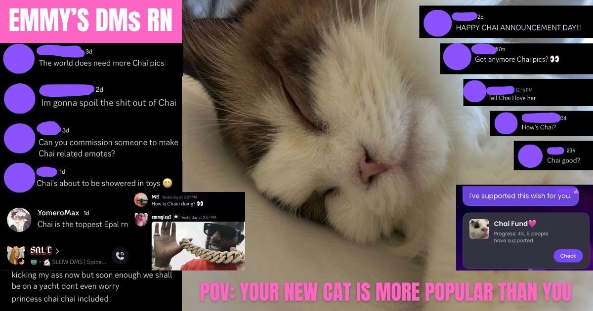 POV: Your newly adopted cat is more popular than u