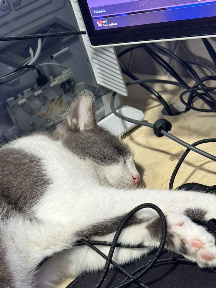 just ready for play fornite  with my cat