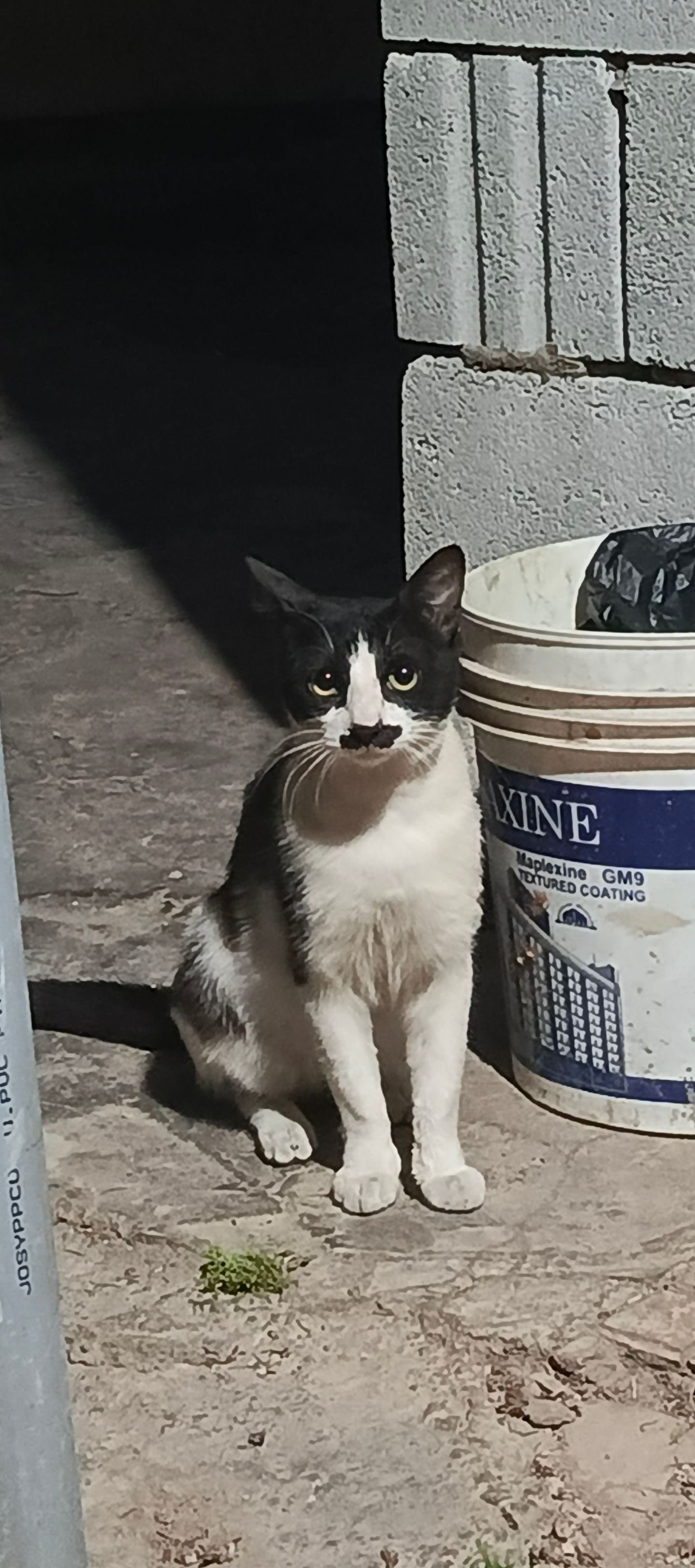 Does he look fimilair?🐈‍⬛🤣😭