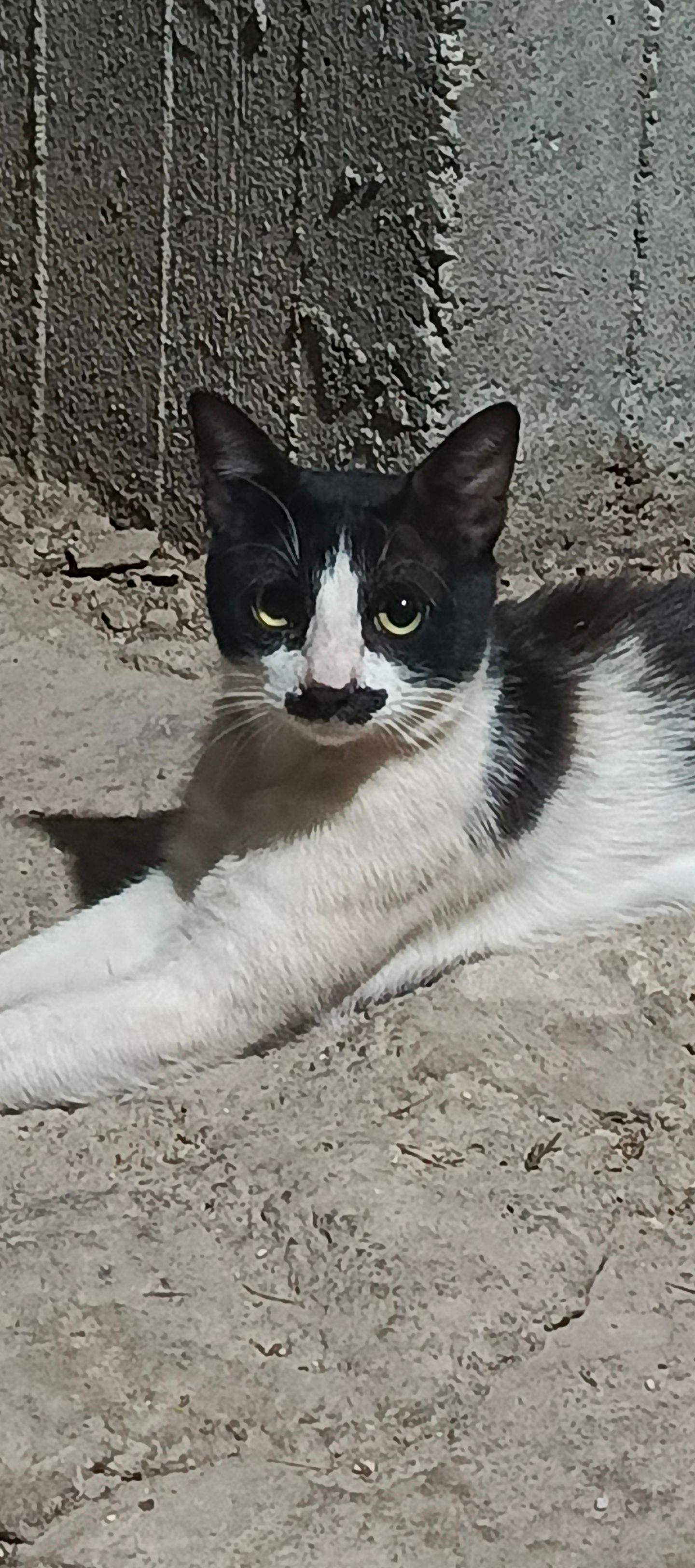 Does he look fimilair?🐈‍⬛🤣😭