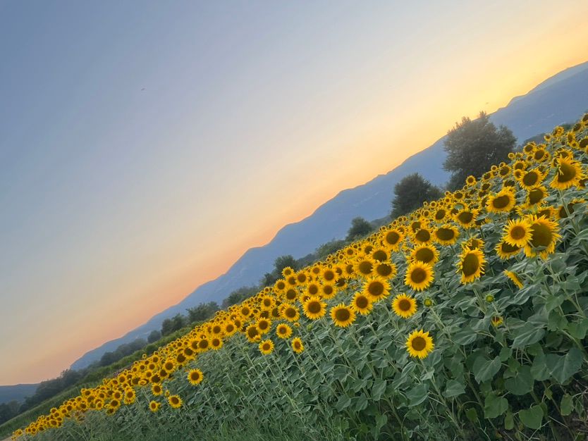 🌻Happy Summer!🌻✨